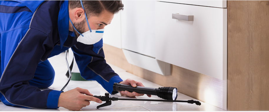 Walnut Creek pest xpert removal